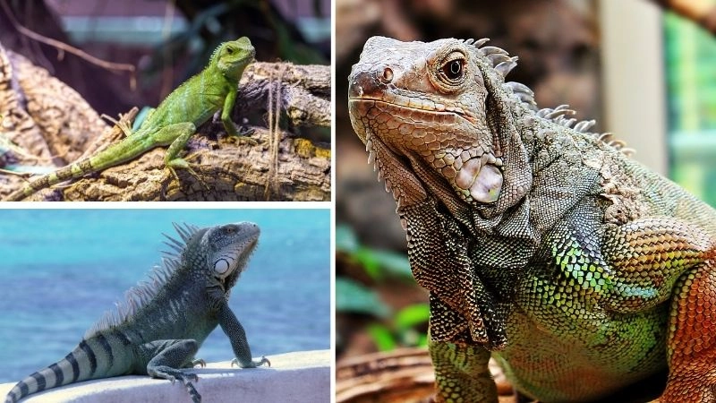 Axolotl tái sinh kỳ diệu của tự nhiên