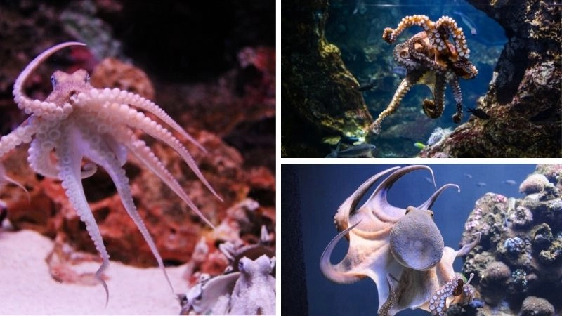 Trí tuệ bạch tuộc bộ não độc đáo đại dương