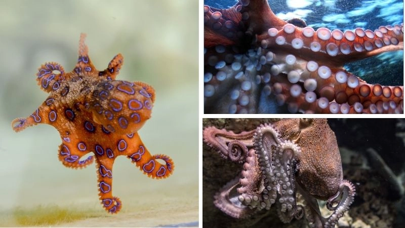 Hành vi bạch tuộc sự sáng tạo trong tự nhiên