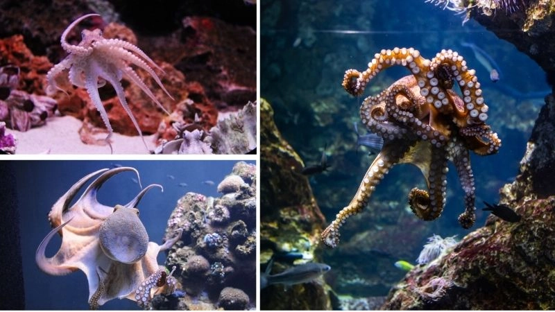 Tại sao bạch tuộc phun mực để tự vệ