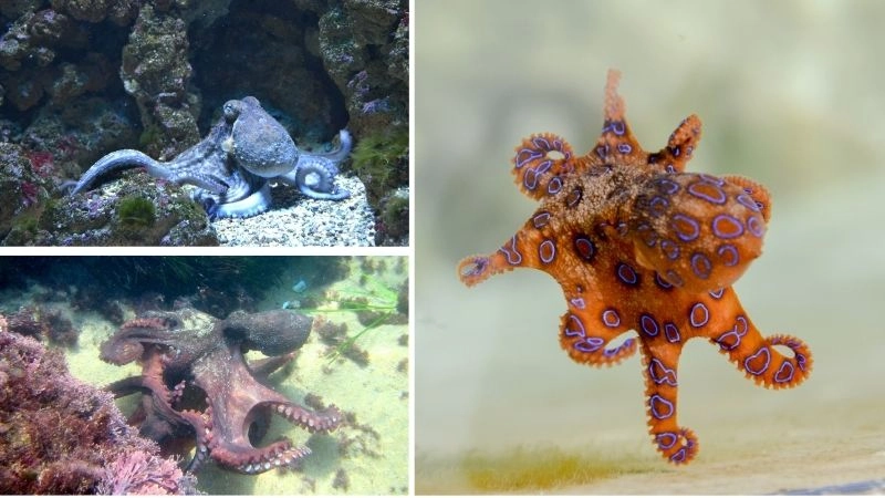 Hành vi bạch tuộc thể hiện trí thông minh