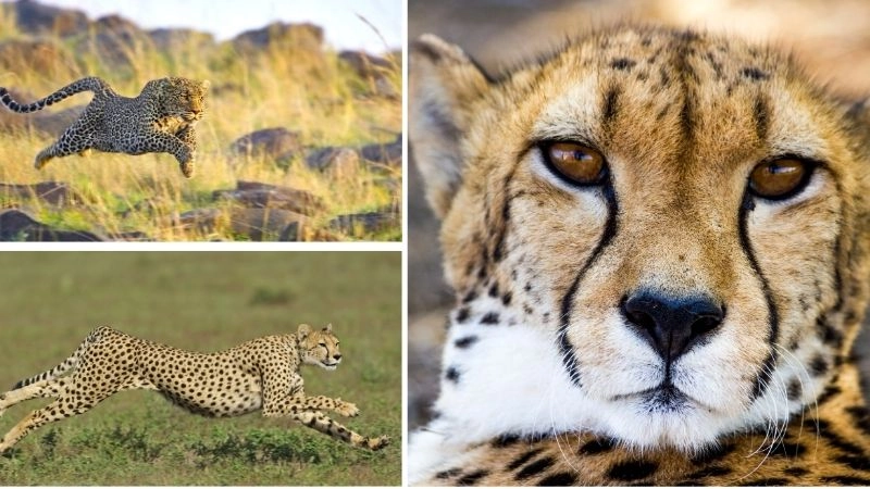 Báo săn loài động vật với kỹ năng săn mồi đỉnh cao