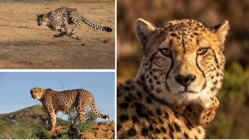 Báo săn tốc độ biểu tượng của sự nhanh nhẹn tự nhiên