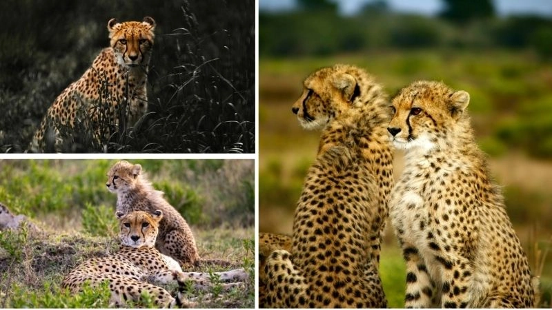 Động vật nhanh nhất thế giới báo săn và tốc độ vượt trội