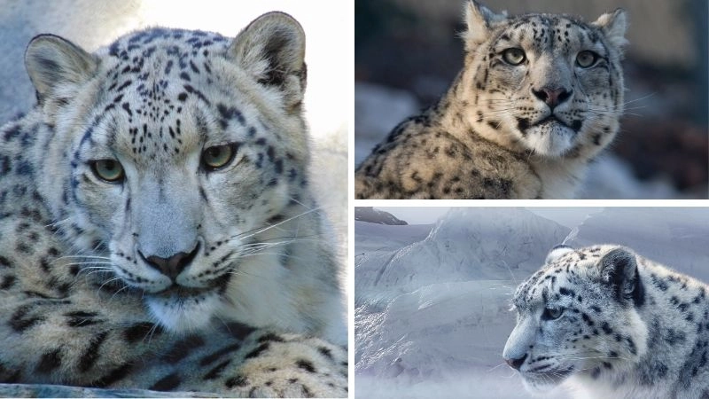 Bảo tồn báo nỗ lực cứu loài mèo núi cao