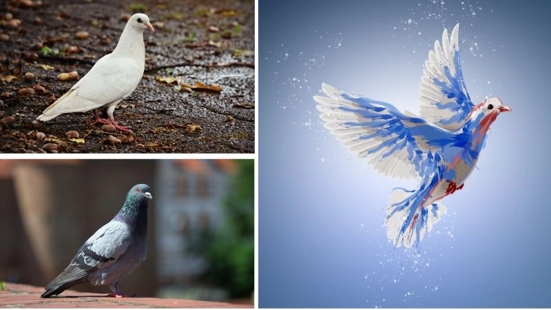 Bồ câu hòa bình biểu tượng của sự yên bình