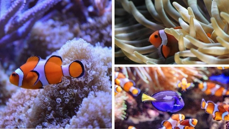 Cá hề hải quỳ mối quan hệ cộng sinh kỳ diệu