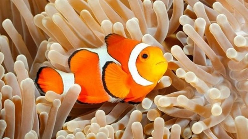 Cá hề Nemo biểu tượng dễ thương của đại dương