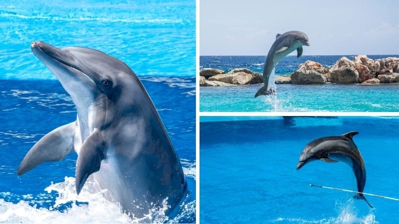 Cá heo hải quân chiến binh thông minh biển