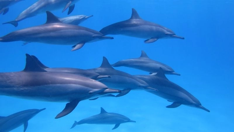 Huấn luyện cá heo kỹ năng quân sự biển