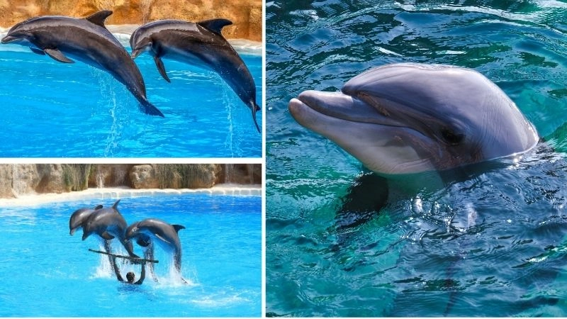 Động vật quân sự sức mạnh hỗ trợ chiến đấu