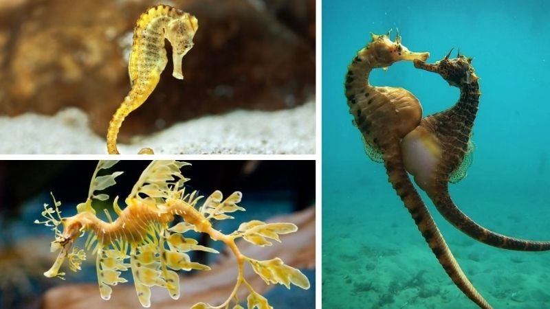 Cá ngựa đực và vai trò sinh sản độc đáo