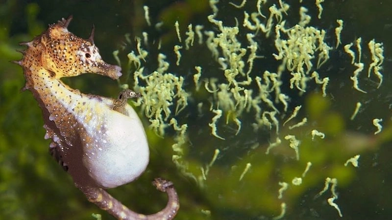 Đặc điểm cá ngựa và giá trị sinh học