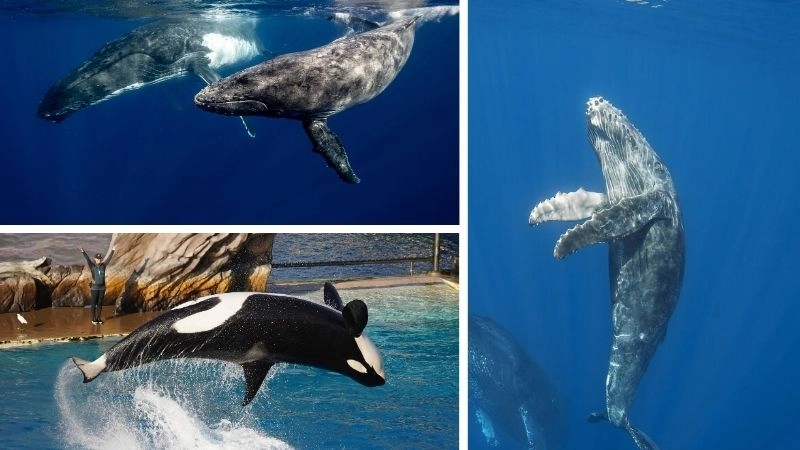 Âm thanh cá voi tiếng hát đại dương kỳ diệu