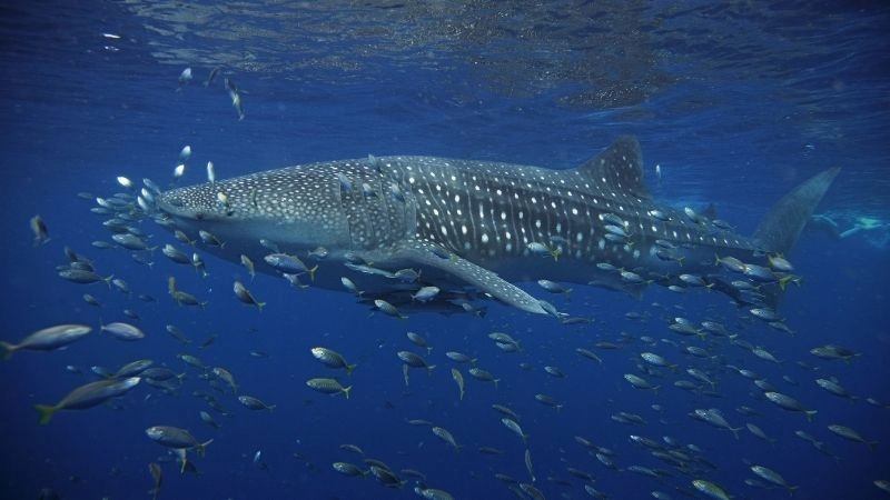 Giao tiếp cá voi ngôn ngữ phức tạp đại dương