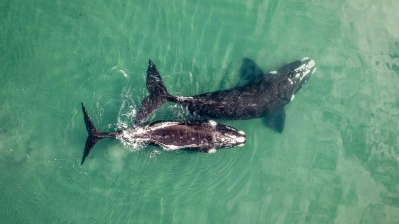 Nghiên cứu cá voi khám phá bí ẩn đại dương