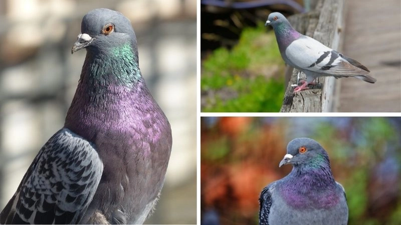 Bồ câu đưa thư sứ giả bầu trời trung thành