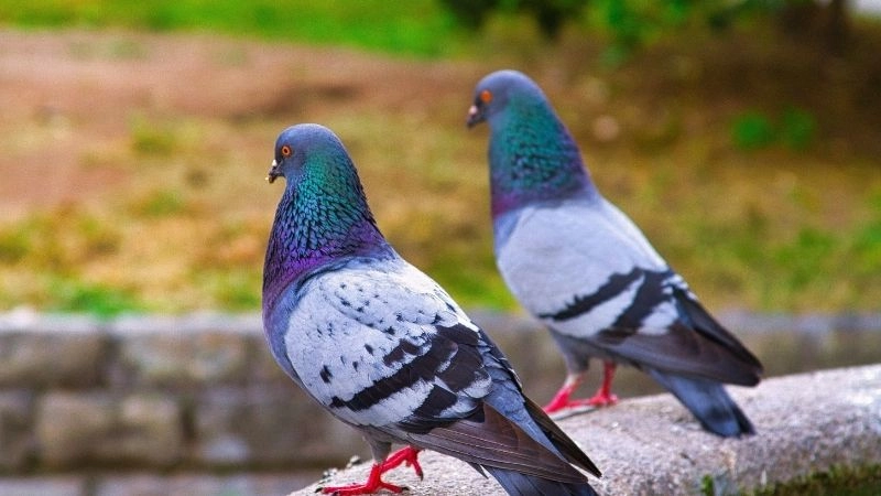 Lịch sử bồ câu vai trò trong chiến tranh