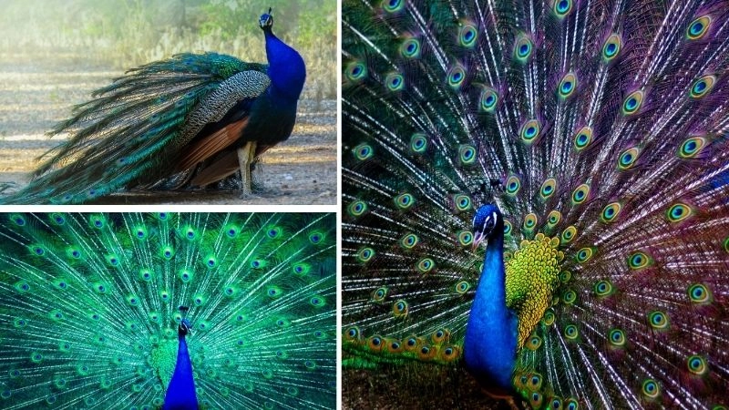 Đặc điểm chim công làm nên vẻ đẹp độc đáo