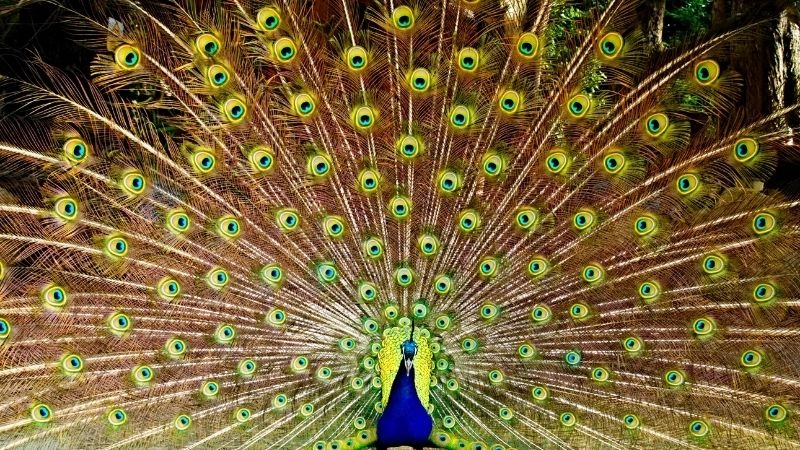 Chim công đẹp biểu tượng của sự lộng lẫy tự nhiên