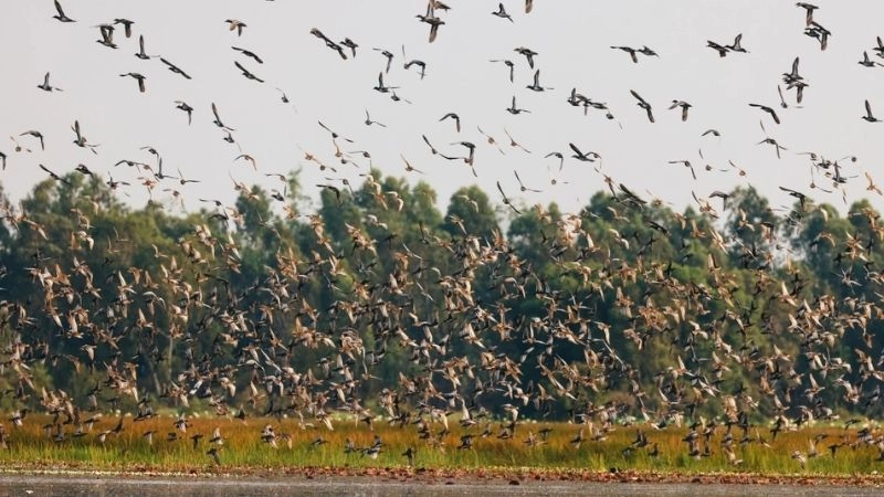 Đô thị hóa và tác động đến chim di cư