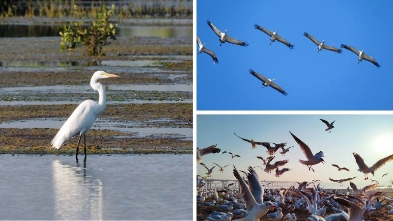Định hướng chim kỳ diệu trong tự nhiên