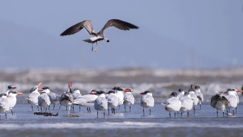 Chim di cư hành trình vượt đại dương