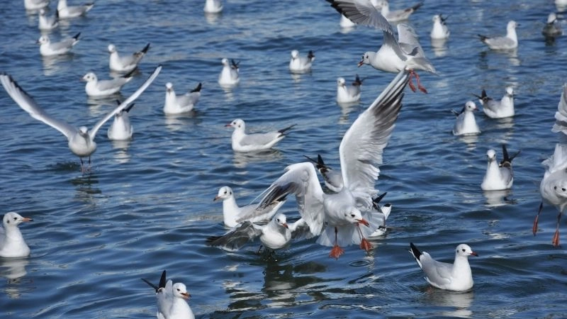 Nghiên cứu chim khám phá thế giới loài