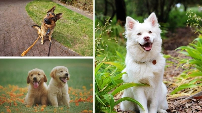 Hành vi chó phản ánh trí thông minh xã hội