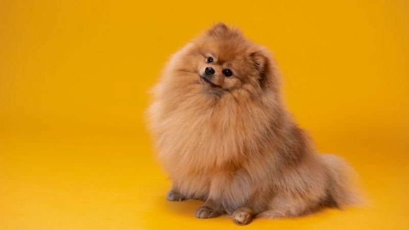 Giao tiếp chó ngôn ngữ độc đáo của loài