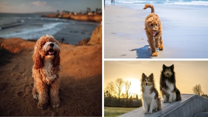 Chó vẫy đuôi biểu cảm thân thiện của loài chó