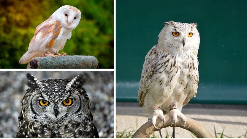 Hành vi cú mèo thể hiện trí thông minh và bản năng