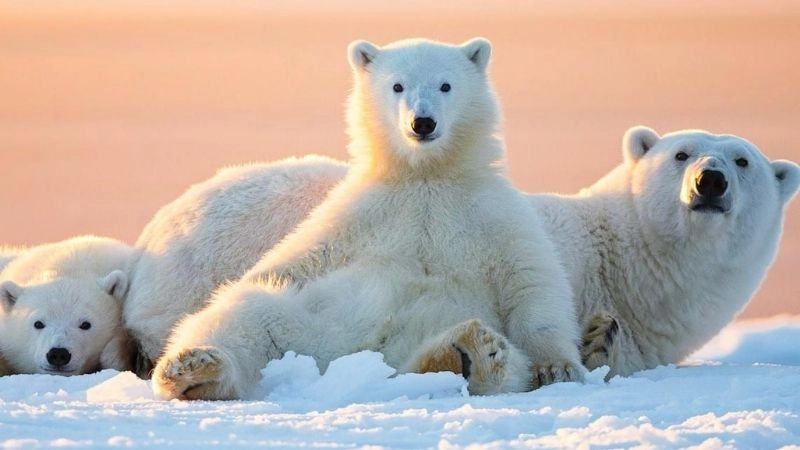 Gấu Bắc Cực và cuộc đấu tranh sinh tồn