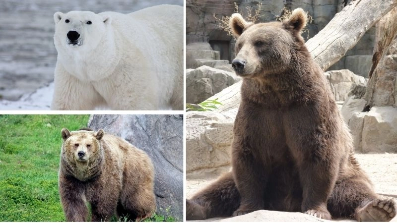 Hành vi gấu thể hiện bản năng và trí tuệ