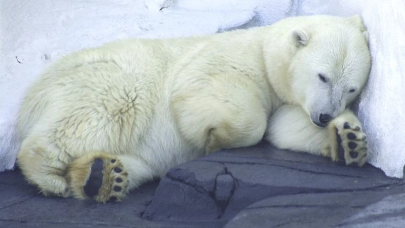 Gấu ngủ đông chiến lược sinh tồn mùa đông