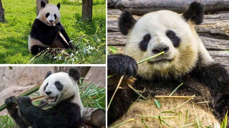 Gấu trúc ăn tre biểu tượng độc đáo của thiên nhiên