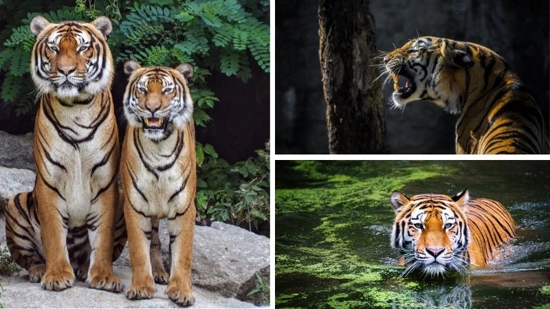 Hổ Đông Dương và vai trò trong tự nhiên