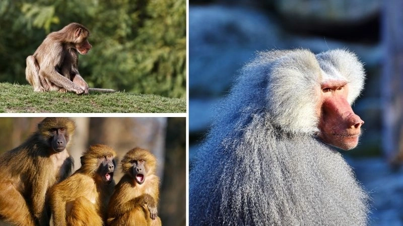 Khỉ đầu chó và vai trò trong hệ sinh thái