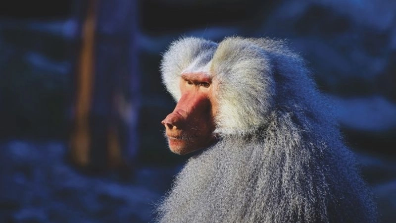 Chế độ một vợ và cấu trúc xã hội khỉ