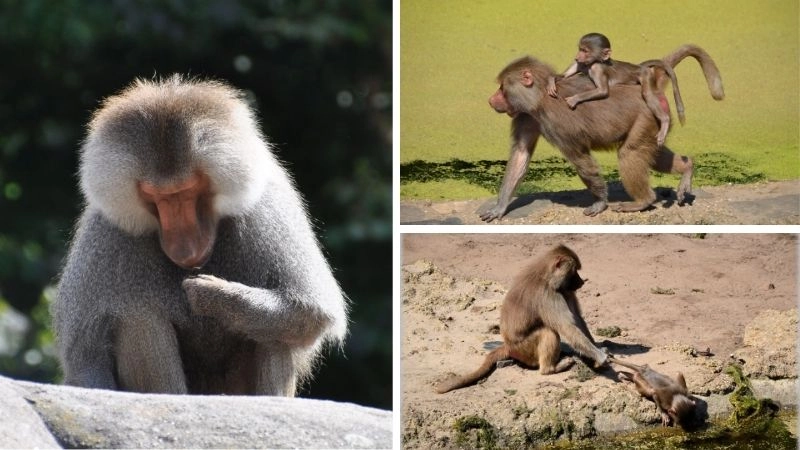 Hành vi khỉ và đa dạng sinh học