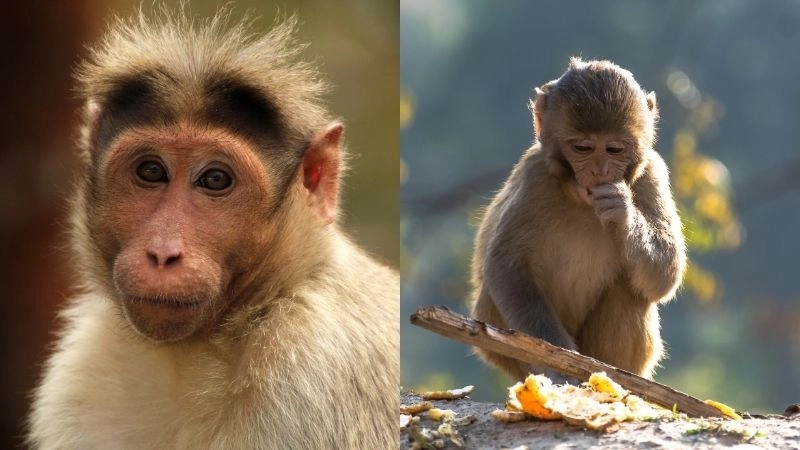 Khỉ thông minh biểu hiện trí tuệ vượt trội