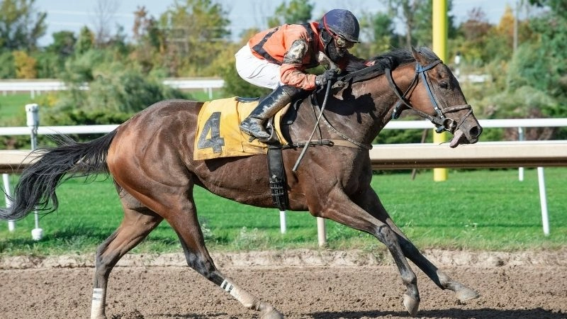 Thể thao ngựa tinh thần cạnh tranh và đoàn kết