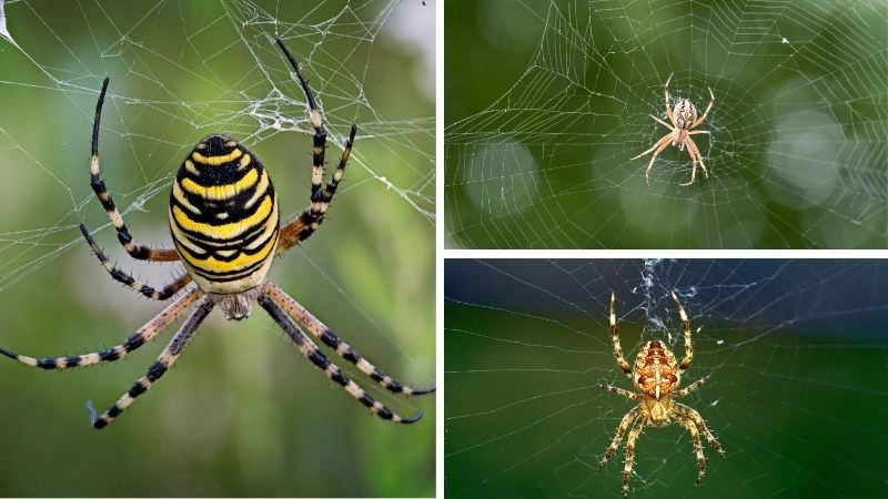 Tơ nhện kỳ quan tự nhiên với sức mạnh bền bỉ