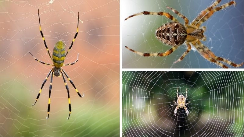 Nhện làm mạng nghệ thuật săn mồi tinh vi