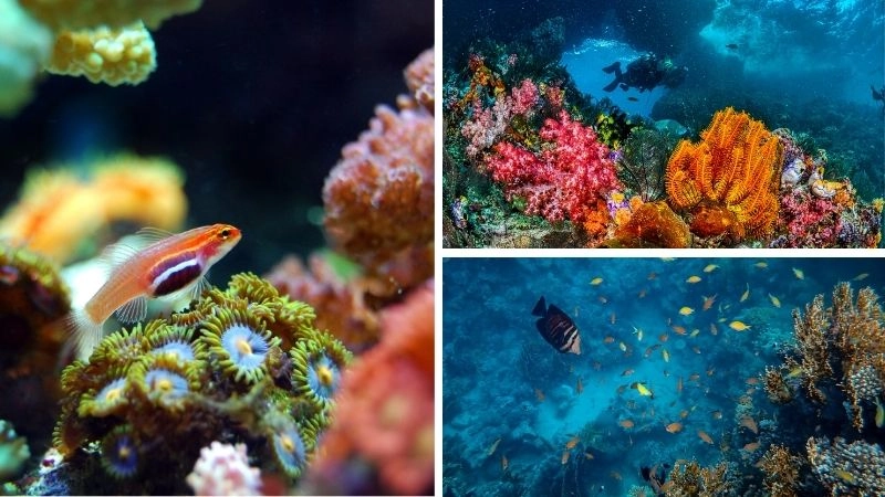 Rạn san hô và vai trò trong đại dương