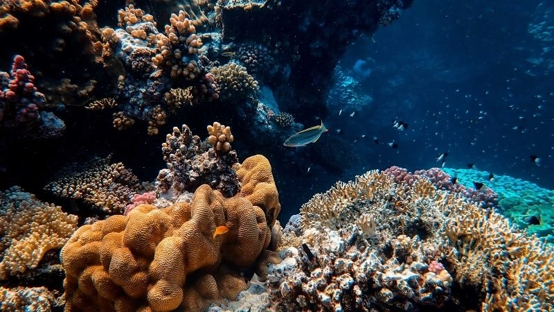 Hệ sinh thái biển và sự đa dạng sinh học