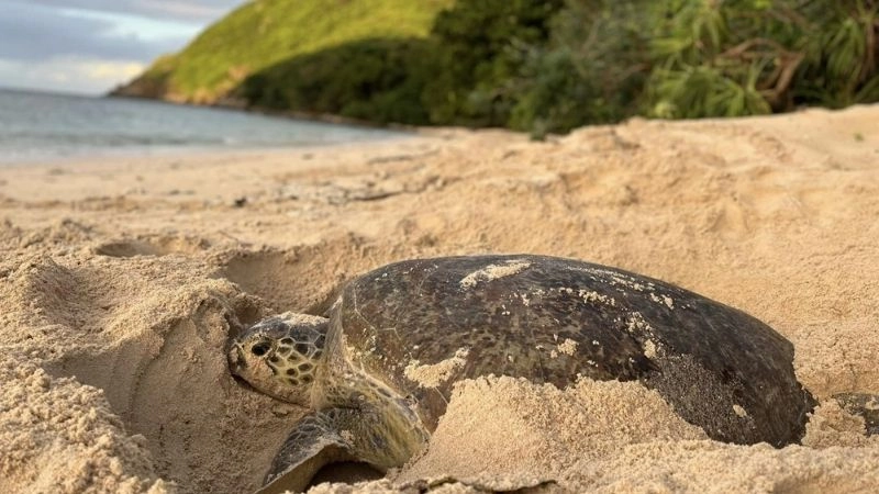 Rùa biển đẻ trứng và vai trò sinh thái