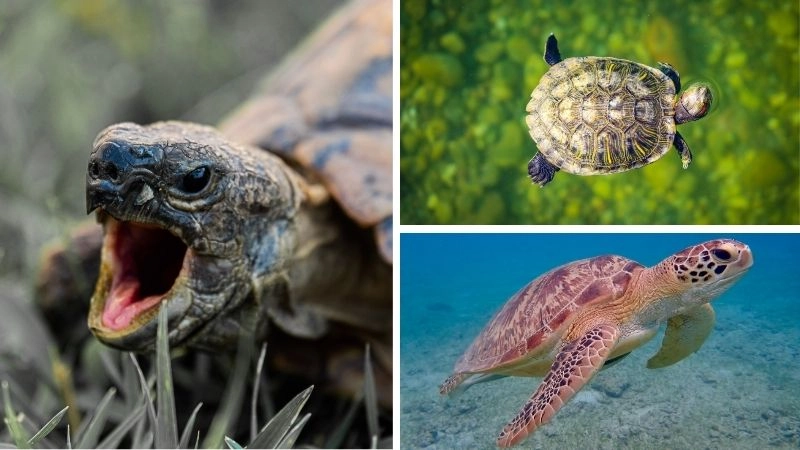 Rùa Hoàn Kiếm và giá trị văn hóa sinh thái