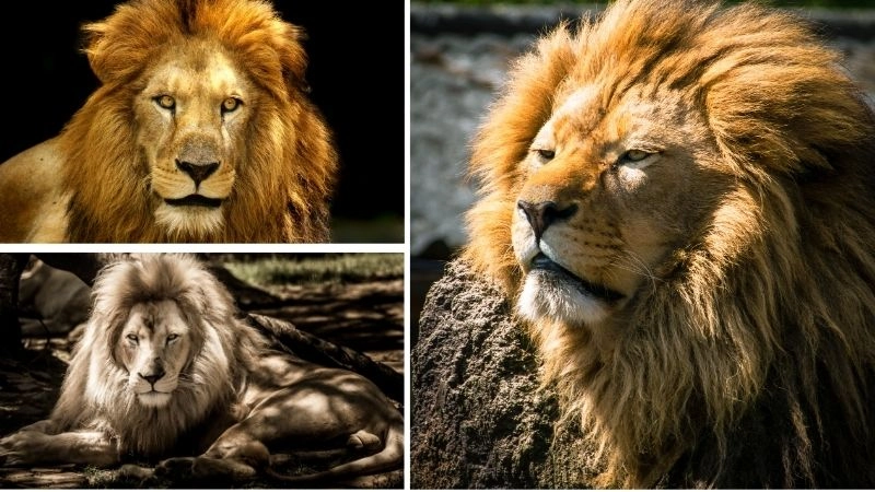 Bờm sư tử biểu tượng sức mạnh và uy quyền tự nhiên