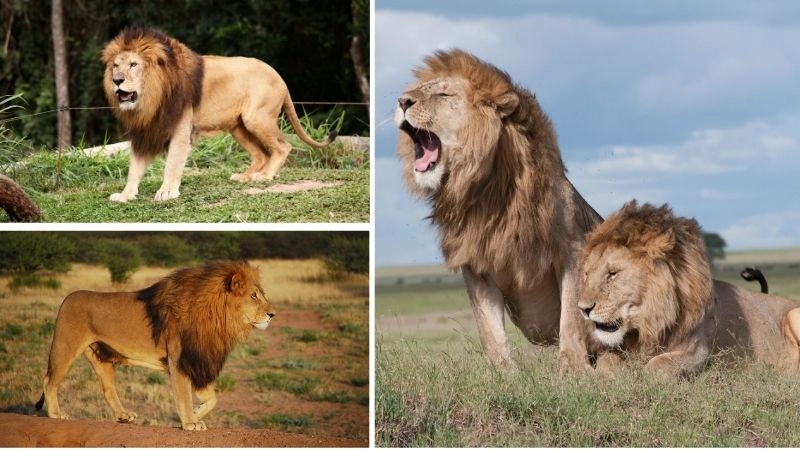 Sư tử bầy đàn sức mạnh đoàn kết tự nhiên